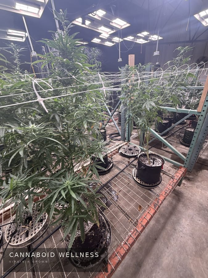Plants on the racks in the grow room