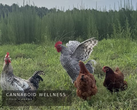 The chickens, supervising