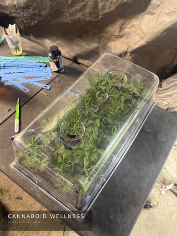 Cuttings under the dome
