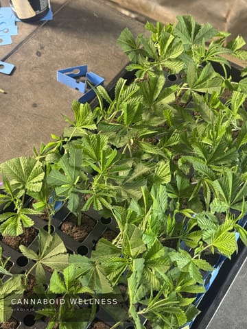 A fresh tray of cuttings