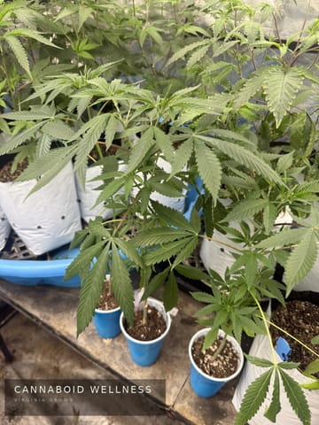 Young plants on the veg bench
