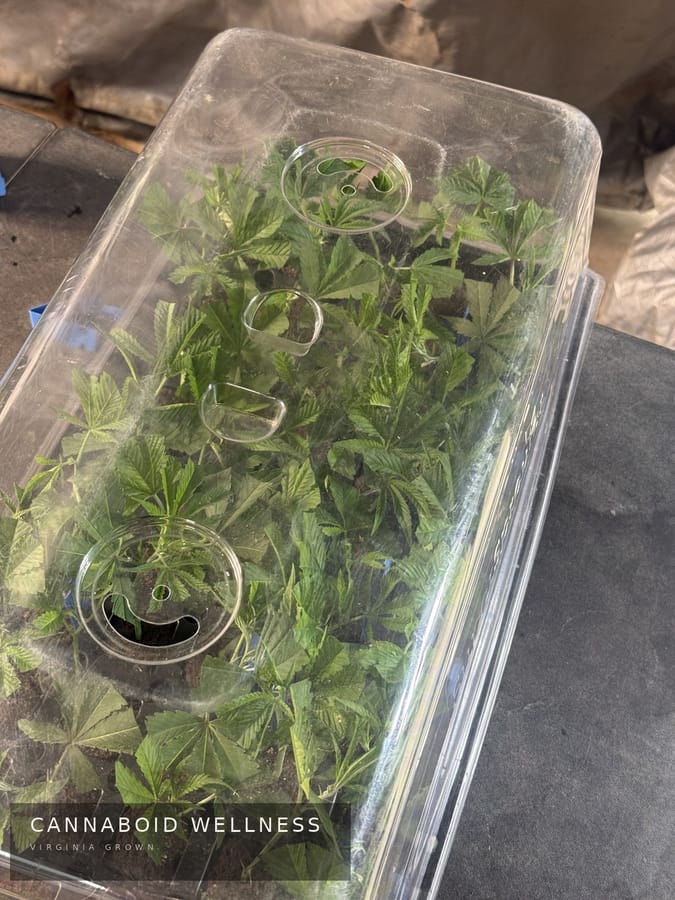 Cuttings under a clear dome